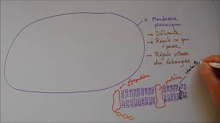 Structure cellulaire 1  Membrane noyau appareil de Golgi [upl. by Rihsab]