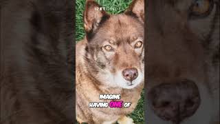 Most Interesting Hybrid Animals dog hybrid shorts shortvideo [upl. by Pessa]