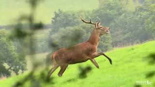 Quantock Staghounds at Crowcombe as featured on Channel 4 [upl. by Aliuqa]