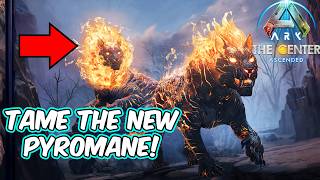 How To Tame The New PYROMANE In Ark Survival Ascended [upl. by Dulciana544]