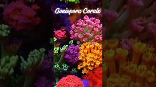 GONIOPORA CORAL  AQUA VIBEZAQUARIUM trending shorts youtubeshorts ytshorts goniopora coral [upl. by Aerdnwahs]