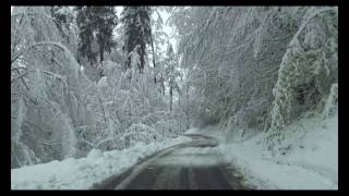 Schneebruch in Hausen am Albis 28042017 [upl. by Stargell182]