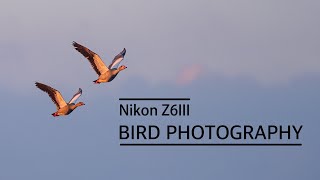 Nikon Z6 III  Bird Photography [upl. by Notreb]