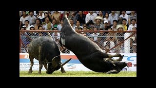 Amazing Buffalo Fight 1  Buffalo Fighting Viet Nam Festival 2017 [upl. by Uda]