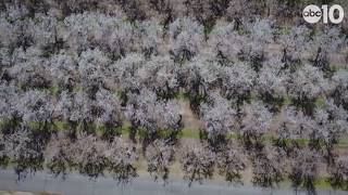 Almond blossom and bloom from drone over Escalon San Joaquin County California  Raw [upl. by Lear21]