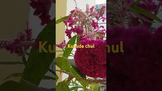 Kukkuda chul ke plant [upl. by Kung]