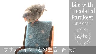 Life with Lineolated Parakeet 004 Blue chair サザナミインコとの生活 青い椅子 [upl. by Aerdno]