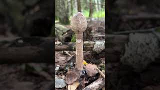 pilzesammeln parasol fungi schwammerl wald pilze wildfood riesenschirmling macrolepiota [upl. by Eoj]