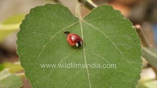 Tortoise Beetle or Coccinelllidae loves to chomp on Morning Glory type vines  Not a ladybird [upl. by Aihseym]