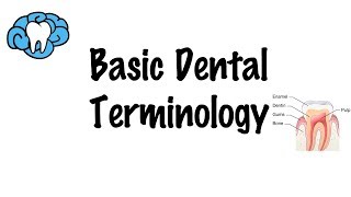 Basic Dental Terminology [upl. by Aleris]