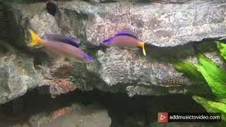 Cyprichromis Leptosoma blue flash Isanga Fightdance [upl. by Celio]