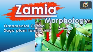 Cycadopsida eg Zamia Morphology of Ornamental gymnosperm Zamiaceae Sago plant family [upl. by Maidel]