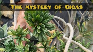 The Mystery of Dorstenia Gigas [upl. by Shepperd386]