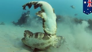 Wobbegong sharks caught on camera thrashing underwater in mating ritual off Gold Coast  TomoNews [upl. by Enimrac449]