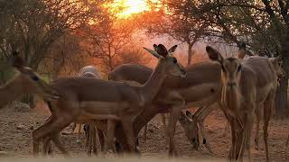 ŚWIADECTWA WIARY  BOTSWANA KS MATEUSZ KUSZTYB [upl. by Bannister7]