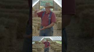 How pasturing pigs makes pork more succulent joelsalatin regenerativeagriculture farm farming [upl. by Shreeves]