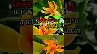 செண்பகப் பூ நன்மைகள் மருத்துவகுணம் shortvideo trending viralvideo shorts Micro Food Lifestyle [upl. by Bracci]