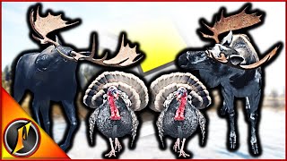 Melanistic amp Piebald Moose  More Diamonds  Sunday Highlights [upl. by Anohr997]