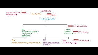 Pharmacology of Prostaglandins leukotrienes eicosanoids [upl. by Clemmie]