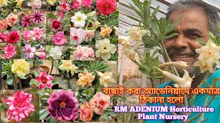 বাছাই করা অ্যাডেনিয়ামে একমাত্র ঠিকানা হলো RM Adenium Horticulture plant nursery [upl. by Aletta]