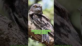 Tawny Frogmouth the Natures Master of Camouflage shorts [upl. by Adar]