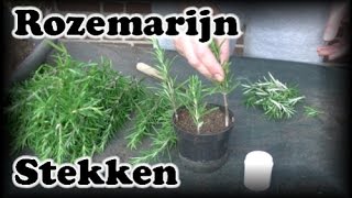 De Moestuin 41 Rozemarijn Stekken [upl. by Volny]