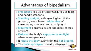 GRADE 12 LIFE SCIENCES BIPEDALISM VS QUADRUPEDALISM human evolution M SAIDI ThunderEDUC [upl. by Ammamaria185]