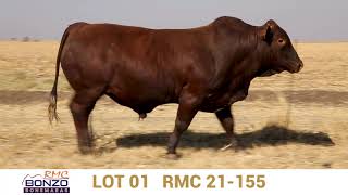 Bonzo Bonsmara LOT 1 RMC 21 155 [upl. by Hollingsworth]