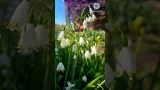 Gravetye Giant Summer Snowflake  Garden Flowers satisfying shorts [upl. by Jarvis]