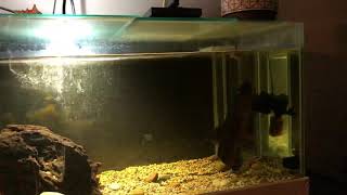 WolfFish Hoplias Aimara live feeding MOUSE [upl. by Debo72]