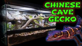 Replicating a MASSIVE Chinese Cave for my Cave Gecko [upl. by Combe]