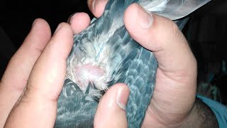 How to treat Fungal infection in Pigeons  Aspergillus in birds [upl. by Aihsenrad793]