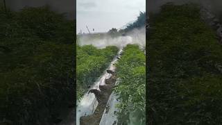 Spraying Delegate shorts chilli pesticides For more subscriber to channel amp comment farm spray [upl. by Sitruc]