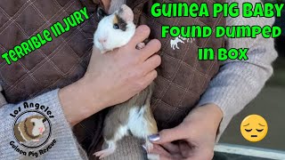 Heartbreaking Neglect Helpless Baby Guinea Pig Abandoned In A Box [upl. by Isej]