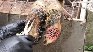 Cut Trim and Cleaning Screw with Wood WAS STUCK IN cows hoof [upl. by Golter]