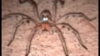 Huge Wolf Spider with Glowing Eyes [upl. by Monah]