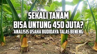 Analisis Usaha Budidaya Talas Beneng [upl. by Traggat]