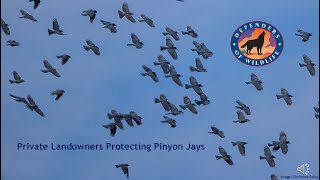 Protect Pinyon Jays [upl. by Larrej]