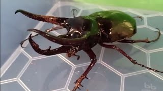 Unboxing Kumbang Tanduk  Chalcosoma caucasus [upl. by Cynara]