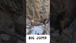 THAT WAS CLOSE shorts mountainlion wildlife cowboy cat bigcat [upl. by Odnalro]