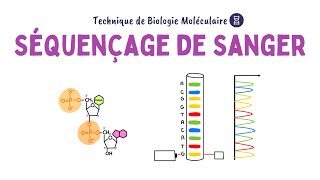 Séquençage de Sanger  Biochimie Facile [upl. by Heyra351]