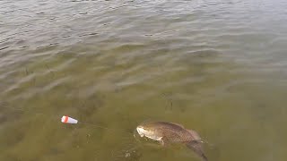 Wade fishing for slot redfish catch clean and cook [upl. by Annovad790]