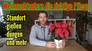 Weihnachtsstern die richtigen Pflegetipps damit euer Weihnachtsstern nicht eingeht vor Weihnachten [upl. by Atteras]