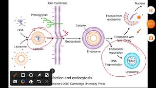 Liposome mediated gene transfection and endocytosis [upl. by Hoon127]