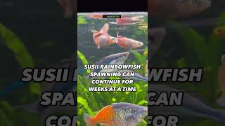 Susii Rainbowfish Care Guide Aquarium Tropicalfish [upl. by Drummond]