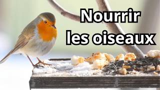 Comment Nourrir les Oiseaux en Hiver Sans Faire dErreurs Fatales [upl. by Porte]