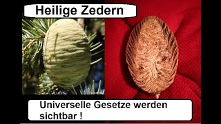 Heilige Zedern universelle Gesetze werden sichtbar [upl. by Einna]