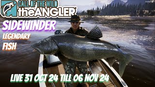 Sidewinder Live 31 Oct till 06 Nov 24 cotwtheangler [upl. by Iturk]