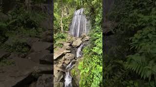 El Yunque Puerto Rico [upl. by Gabe190]