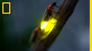 Watch Fireflies Glowing in Sync to Attract Mates  National Geographic [upl. by Rehteh]